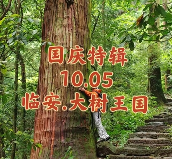 {国庆特辑}10.05〖临安.大树王国〗步入天目大人国森林｜走进华东的“熊野古道”｜拥抱大树古道禅意｜漫游临安山野