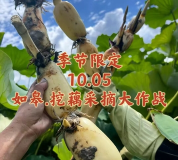{季节限定}10.05〖如皋·国庆挖藕、采摘葡萄大作战〗打卡人气荷花池挖藕｜佳节做月饼｜趣味烤红薯｜当季新鲜葡萄采摘