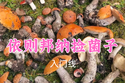 转发返现！特价89元起！7.4周六【依则邦纳捡菌子】高山花海徒步，进山寻宝捡野生菌，实现山珍自由~