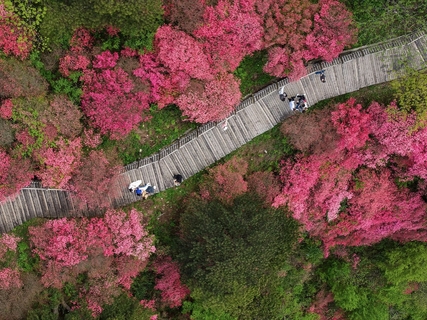 2026神农架 老君山赏杜鹃花徒步穿越四日游
