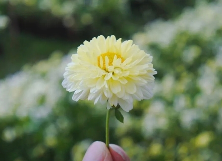【10/18重阳限定】重阳菊香：来嘉兴植物园，寻菊、识菊、喝菊饮