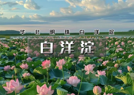 周末天天出发：白洋淀｜荷花大观园の十里环园路-百顷荷花塘-千丈赏花桥-万米船航道