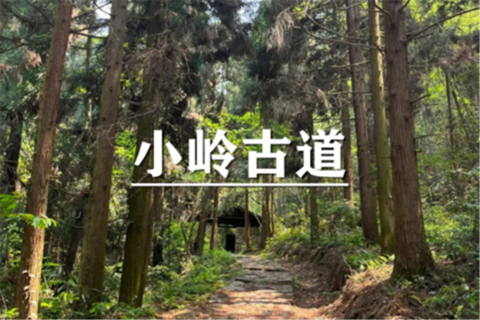 （即将成行/沈紫东）8月1日：特价99元！安吉半岭小岭古道穿越，和万物生灵一起感受山野气息！