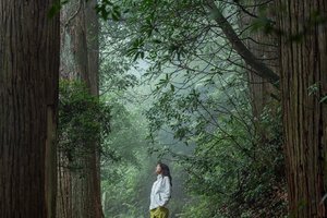 6.13周六 天目山·大树王国（vip豪华大巴车 25-33人团 3个领队）领队：粥粥 蓓蓓 