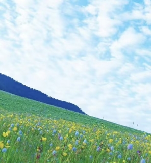 海子坪露营采菌子体验