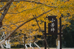【特价1980元，岭南秋韵】11月14日-20日赴粤北邂逅岭南最浓烈的秋景，享五彩斑斓浪漫7日之旅
