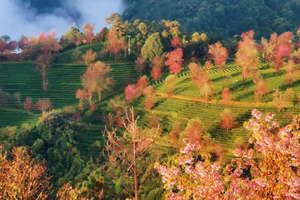 【双飞滇西全景】11月27-12月7日从腾冲银杏到独龙江再到日照金山，一次出行，走完滇西大环线精华景点双飞11日