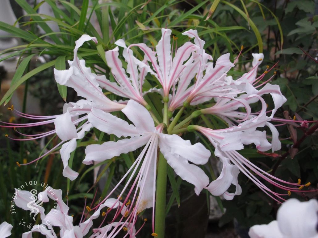 植物篇:(乳白石蒜(石蒜科,石蒜属植物)) - 求真百科