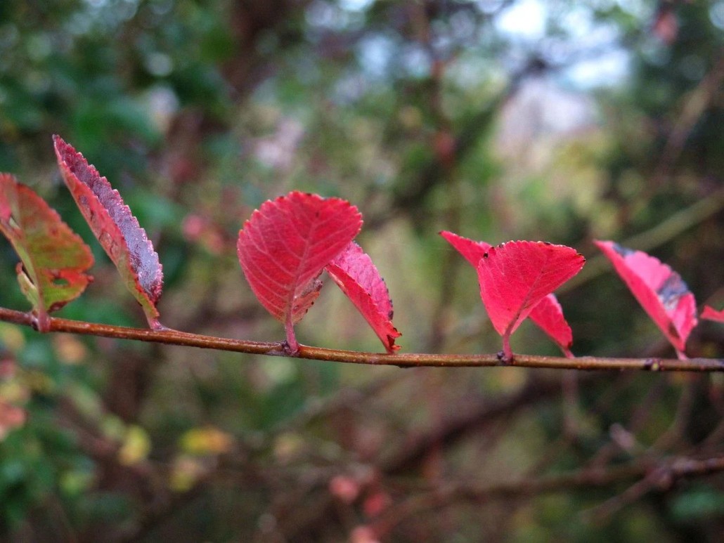 榔榆(榆科),只要外界条件合适,叶片都会变红
