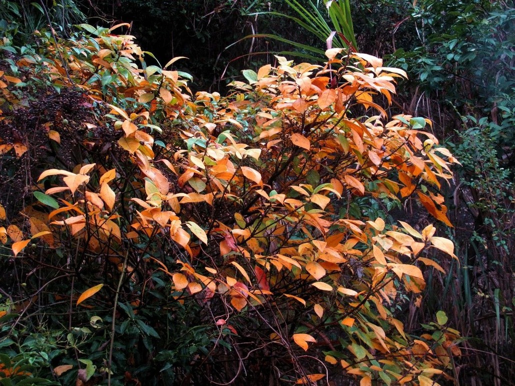 江南百英里觀秋賞葉,植物專家林海倫帶你領略十餘種色葉樹種!