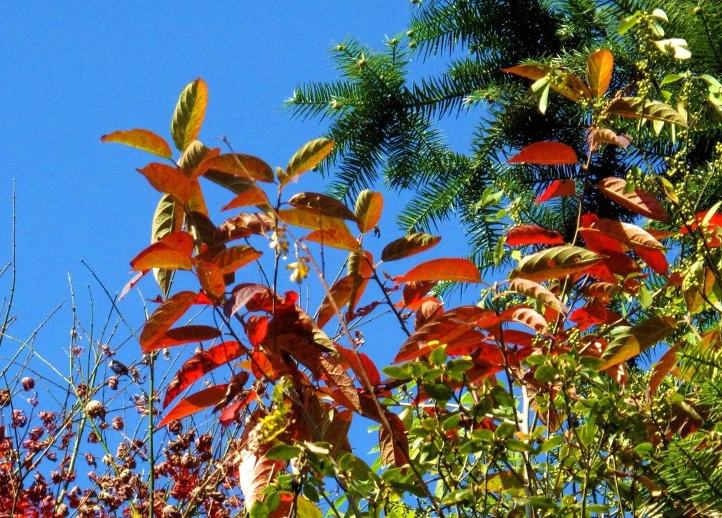 秋色叶树种图片