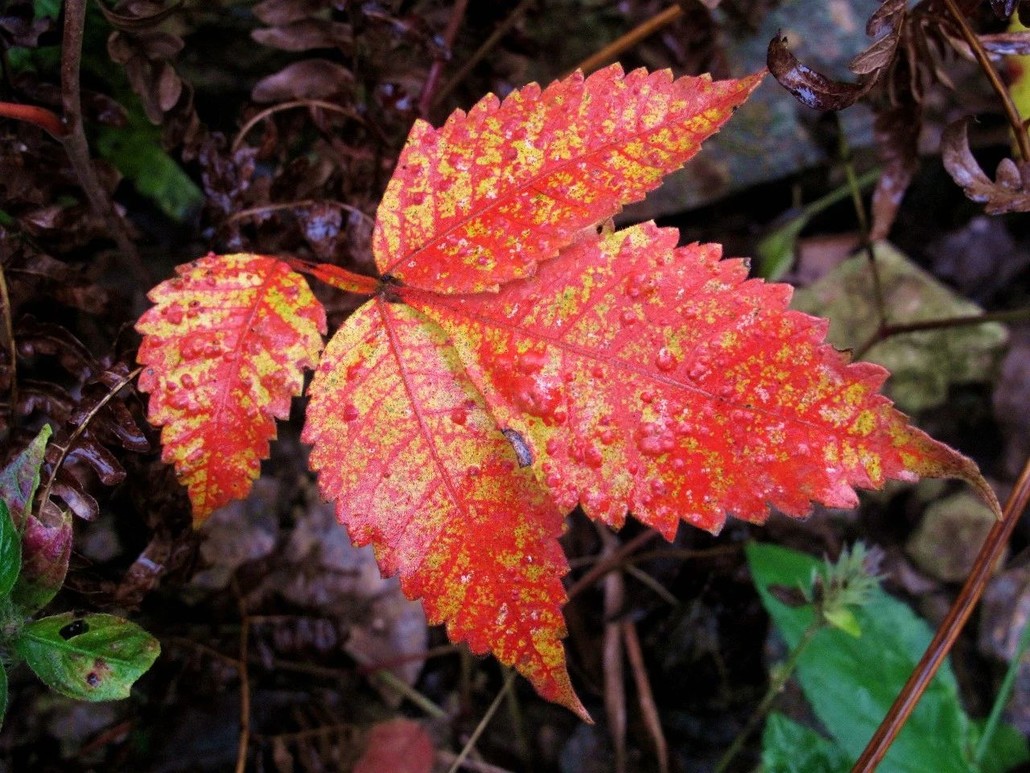 江南百英里观秋赏叶,植物专家林海伦带你领略十余种色叶树种!