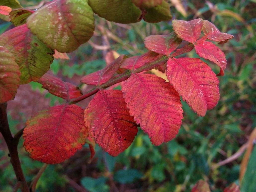 江南百英里观秋赏叶,植物专家林海伦带你领略十余种色叶树种!