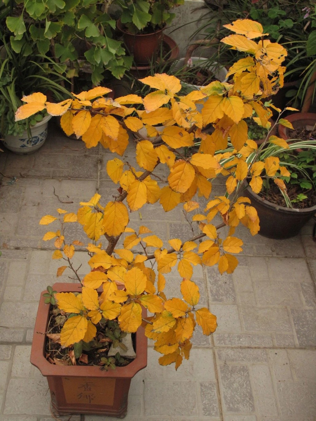 江南百英里观秋赏叶,植物专家林海伦带你领略十余种色叶树种!