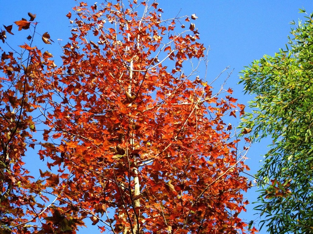 江南百英里观秋赏叶,植物专家林海伦带你领略十余种色叶树种! - 江南1