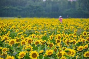 2026年8月12日永吉口前向日葵花海+城北公园+东山街花海赏花摄影一日游