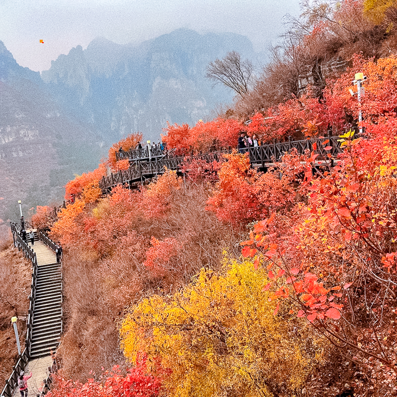 保定周边游金秋红叶观赏区狼牙山媳妇岭_2_草莓船_来自小红书网页版.jpg