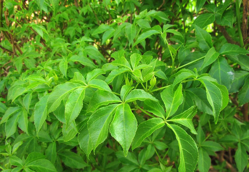 4月30日春游平山刀切砬子采刺五加叶赏达子香花ab组