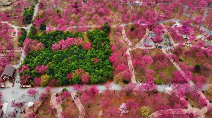 田野绿世界百万樱花园坐落在湖南省衡阳常宁市罗桥镇园区种植十几种